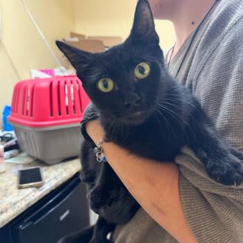 Binxie -  Domestic Short Hair Cat for Adoption in Corinth, Mississippi - Binxie | PetCurious