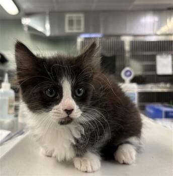 CLARABELLE -  Domestic Medium Hair Cat Available for Adoption in Rancho Cucamonga, California - CLARABELLE | PetCurious