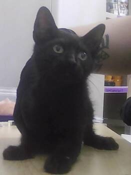 Blackbird -  Domestic Short Hair Cat for Adoption in Dayton, Minnesota - Blackbird | PetCurious