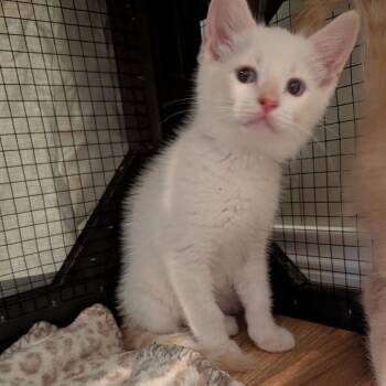 Siamese Cats Available for Adoption in Boerne, Texas - Vanilla Bean Latte | PetCurious