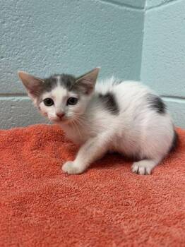 Aisling -  Domestic Short Hair Cat for Adoption in Spruce Pine, North Carolina - Aisling | PetCurious