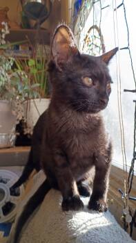 Domestic Short Hair Cats Available for Adoption - Orion | PetCurious