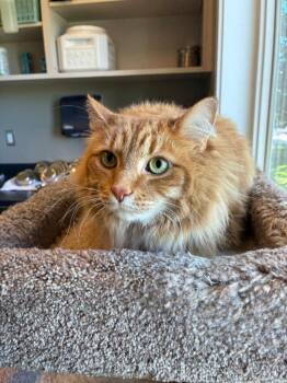 Lincoln -  Domestic Long Hair Cat for Adoption in Sidney, Ohio - Lincoln | PetCurious