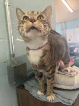 Destiny -  Domestic Short Hair Cat for Adoption in Warren, Ohio - Destiny | PetCurious