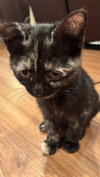 Buttercup -  Domestic Short Hair Cat for Adoption in Herndon, Virginia - Buttercup | PetCurious