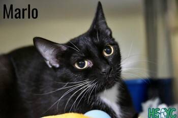 Marlo -  Domestic Short Hair Cat for Adoption in Fort Mill, South Carolina - Marlo | PetCurious