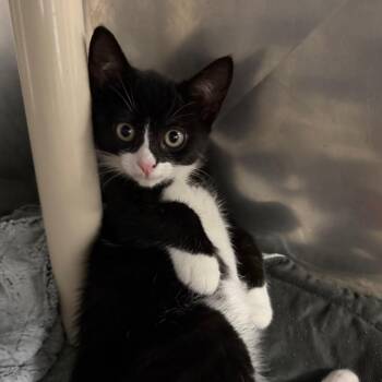Shadow -  Domestic Short Hair Cat for Adoption in Hampton Bays, New York - Shadow | PetCurious