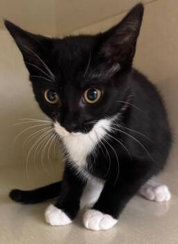 Aniya -  Domestic Short Hair Cat for Adoption in Winnipeg, Manitoba - Aniya | PetCurious
