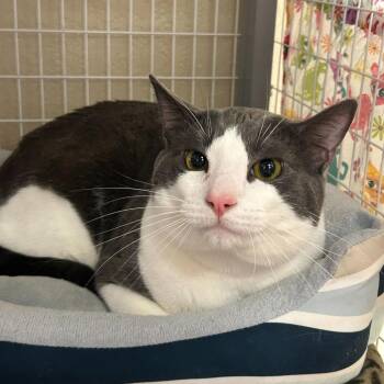 Domestic Short Hair Cats Available for Adoption in Medford, Oregon - Bruce | PetCurious