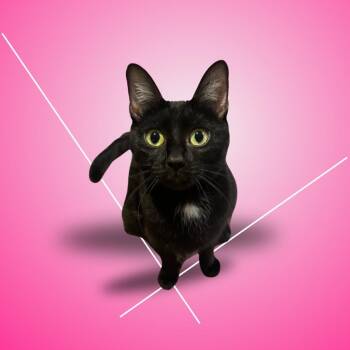 Domestic Short Hair Cats Available for Adoption - Mimi | PetCurious