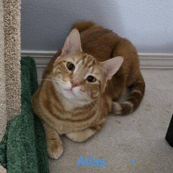 Atlas -  Domestic Short Hair Cat Available for Adoption in Washougal, Washington - Atlas | PetCurious
