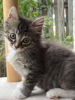 Rescue Domestic Medium Hair Cats for Adoption in Sunrise, Florida - Mr Worf | PetCurious