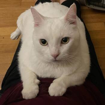 Abominable Snowman -  Domestic Short Hair Cat for Adoption in Evanston, Illinois - Abominable Snowman | PetCurious