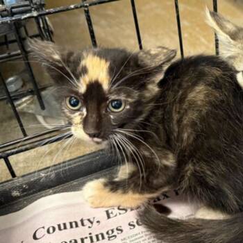 Rescue Domestic Short Hair Cats for Adoption in San Antonio, Texas - Reeses | PetCurious