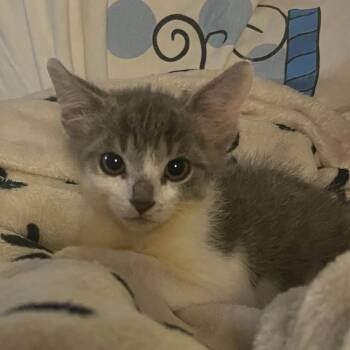 Mitchell -  Domestic Short Hair Cat for Adoption in Chicago, Illinois - Mitchell | PetCurious