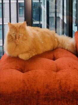 FUZZ LIGHTYEAR -  Domestic Long Hair Cat for Adoption in Derwood, Maryland - FUZZ LIGHTYEAR | PetCurious