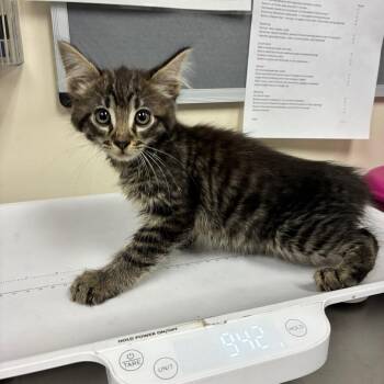 Carl -  Domestic Medium Hair Cat for Adoption in Pasadena, California - Carl | PetCurious