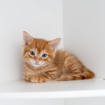 Amorcito -  Domestic Long Hair Cat for Adoption in New York, New York - Amorcito | PetCurious