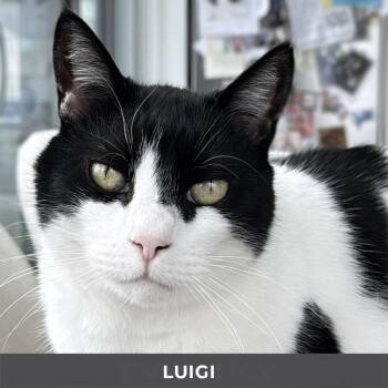 Domestic Short Hair Cats Available for Adoption - Luigi | PetCurious