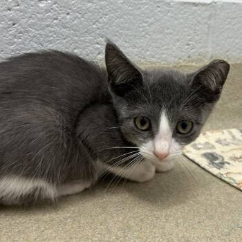Polly -  Domestic Short Hair Cat for Adoption in Marshall, Virginia - Polly | PetCurious