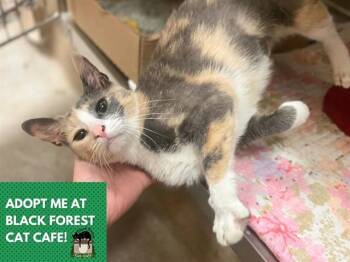 HARPER -  Domestic Short Hair Cat for Adoption in Fort Wayne, Indiana - HARPER | PetCurious