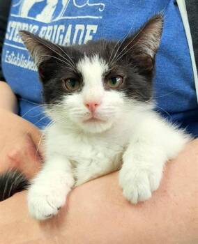 Rescue Domestic Short Hair Cats for Adoption in Canfield, Ohio - JONATHAN | PetCurious