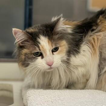Domestic Long Hair Cats Available for Adoption in Cheyenne, Wyoming - Sydney | PetCurious