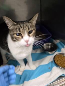 GRAVY -  Domestic Short Hair Cat for Adoption in Killeen, Texas - GRAVY | PetCurious