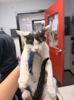 Domestic Short Hair Cats Available for Adoption in West Chester, Pennsylvania - Philly Roll | PetCurious