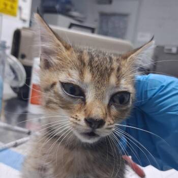 Nacho -  Domestic Short Hair Cat for Adoption in Summerville, South Carolina - Nacho | PetCurious