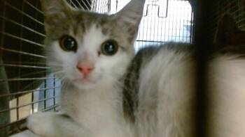 Domestic Short Hair Cats Available for Adoption - MITTENS | PetCurious