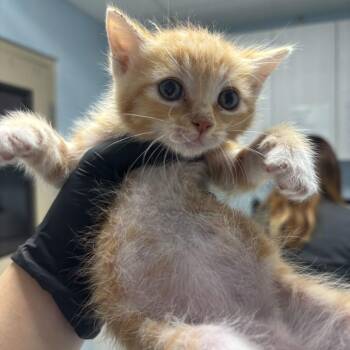 Sydney -  Domestic Medium Hair Cat for Adoption in Riverside, California - Sydney | PetCurious