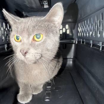 Midas -  Domestic Short Hair Cat for Adoption in Galveston, Texas - Midas | PetCurious