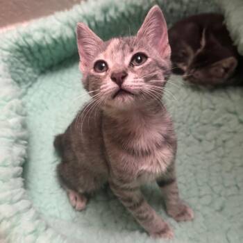 Blossom Roy-MR -  Domestic Short Hair Cat for Adoption in Tallahassee, Florida - Blossom Roy-MR | PetCurious