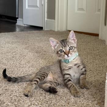 Brie -  Domestic Short Hair Cat for Adoption in Dallas, Texas - Brie | PetCurious