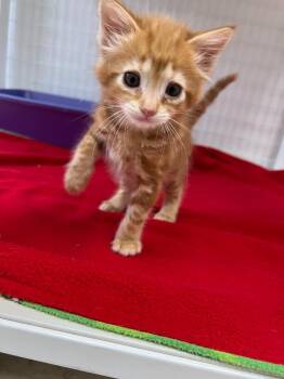 Domestic Short Hair Cats Available for Adoption in Brookings, Oregon - Buffy | PetCurious