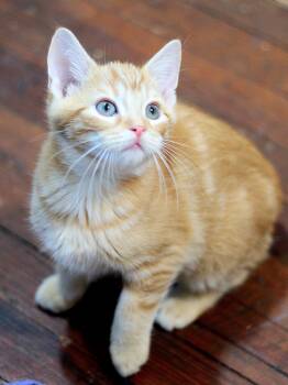 Domestic Short Hair Cats Available for Adoption in Greensburg, Pennsylvania - Kobe | PetCurious