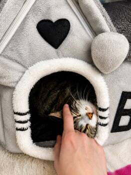 Tabby Cats Available for Adoption in West Hollywood, California - Flower | PetCurious