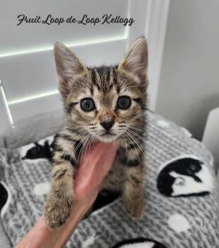 Domestic Short Hair Cats Available for Adoption in Chandler, Arizona - Fruit Loopdeloop Kellogg | PetCurious