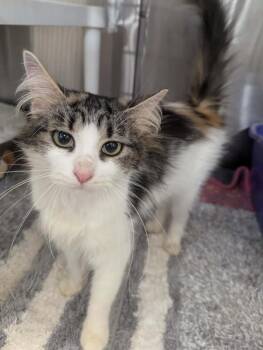 Tallulah -  Domestic Medium Hair and Calico Cat for Adoption in South Bend, Indiana - Tallulah | PetCurious