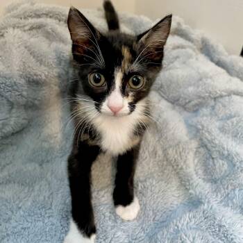 Haven -  Calico Cat for Adoption in Greensboro, North Carolina - Haven | PetCurious