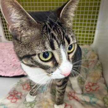 Domestic Short Hair Cats Available for Adoption in Midland, Texas - Cara | PetCurious