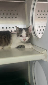 Rescue Domestic Short Hair Cats for Adoption in Columbus, Indiana - Baron | PetCurious