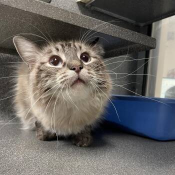 Frosty -  Domestic Long Hair Cat for Adoption in Rexburg, Idaho - Frosty | PetCurious