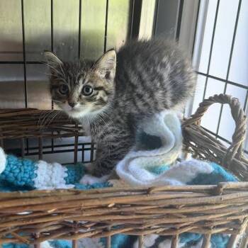 Beckham -  Domestic Medium Hair Cat for Adoption in Wappingers Falls, New York - Beckham | PetCurious
