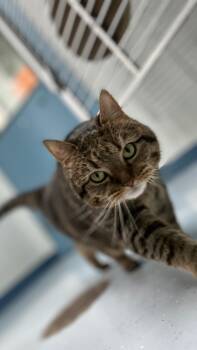 Rescue Domestic Short Hair Cats for Adoption in Montgomery, New Jersey - Bella (izzy) | PetCurious