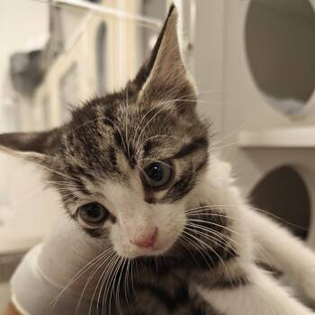 Domestic Short Hair Cats Available for Adoption in Phoenix, Arizona - Bieber | PetCurious