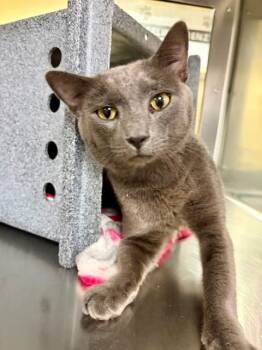 GARTH -  Domestic Short Hair Cat for Adoption in Fort Myers, Florida - GARTH | PetCurious