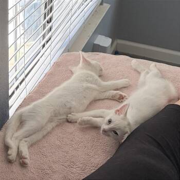 A1046791 Mochi -  Domestic Short Hair Cat for Adoption in Pleasant Hill, California - A1046791 Mochi | PetCurious