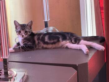 Nebula -  Domestic Short Hair Cat for Adoption in San Diego, California - Nebula | PetCurious